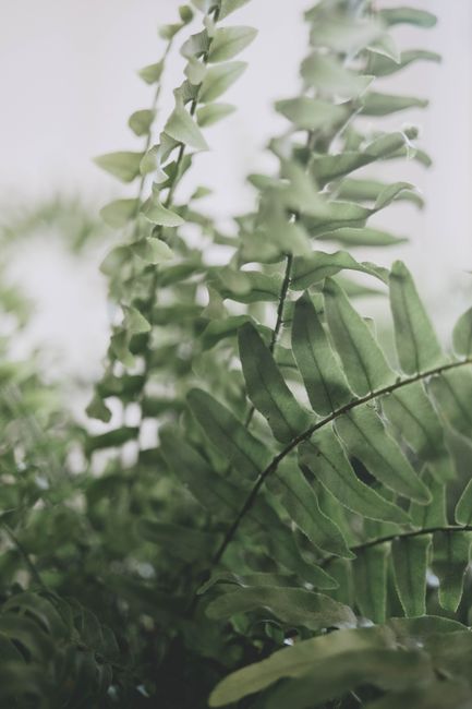 Detailed view of vibrant green fern leaves with soft focus, ideal for nature themes.