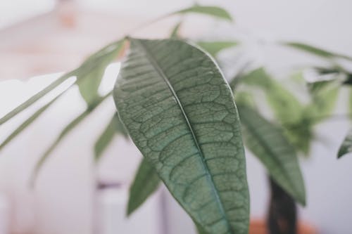 Green Leaf Plant in Close Up Photography