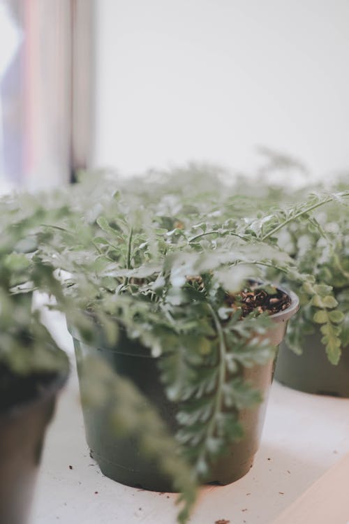 Plants on Pots 