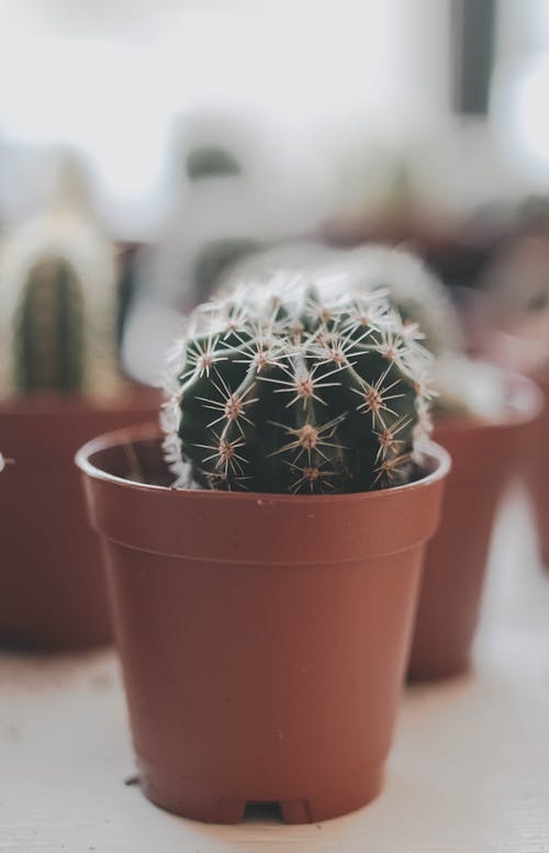 Gratis lagerfoto af kaktus, lille, makro Lagerfoto
