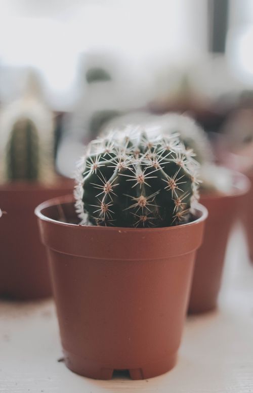 Free Macro shot of a small cactus in a terracotta pot, perfect for home decoration. Stock Photo