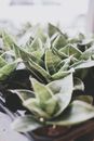 花盆中一株绿蛇植物（虎尾兰）的特写镜头，在柔光下显得格外清晰