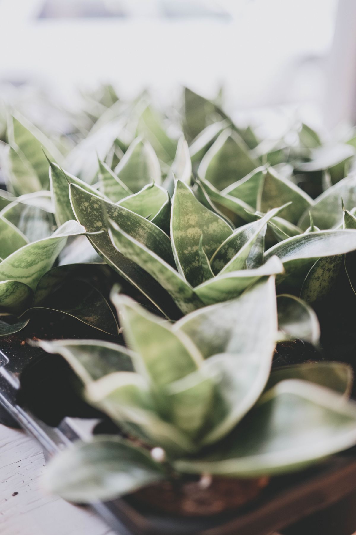 A detailed close-up of green snake plants (Sansevieria) in pots with soft focus lighting.