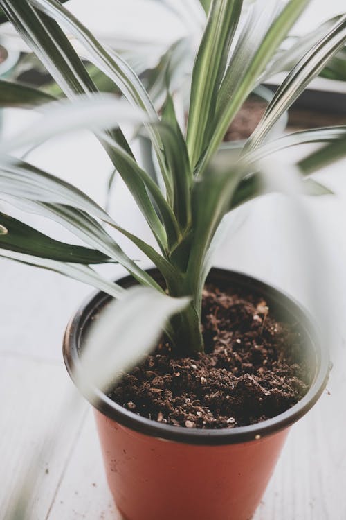 Groene Plant Op Bruine Keramische Pot