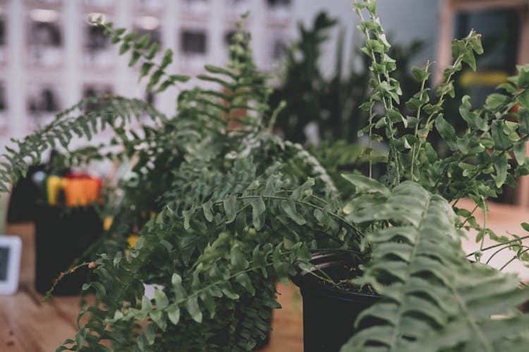 Sword Fern Plant On Pots