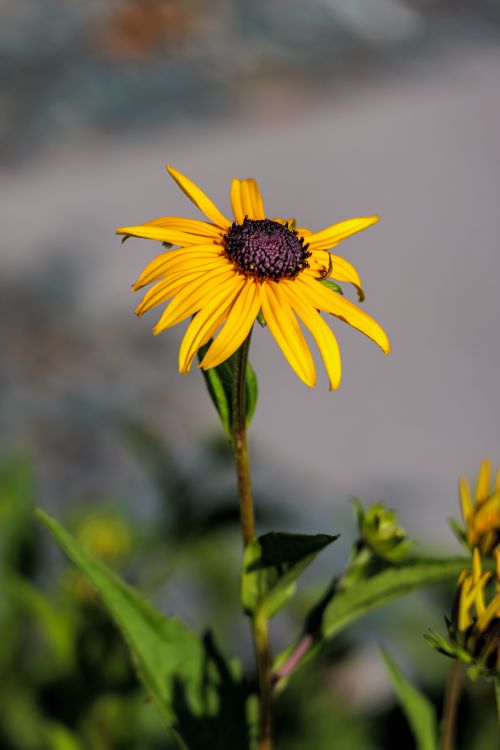 Free Yellow Black-eyed Susan flower blooming outdoors in Coesfeld, showcasing vibrant summer colors. Stock Photo