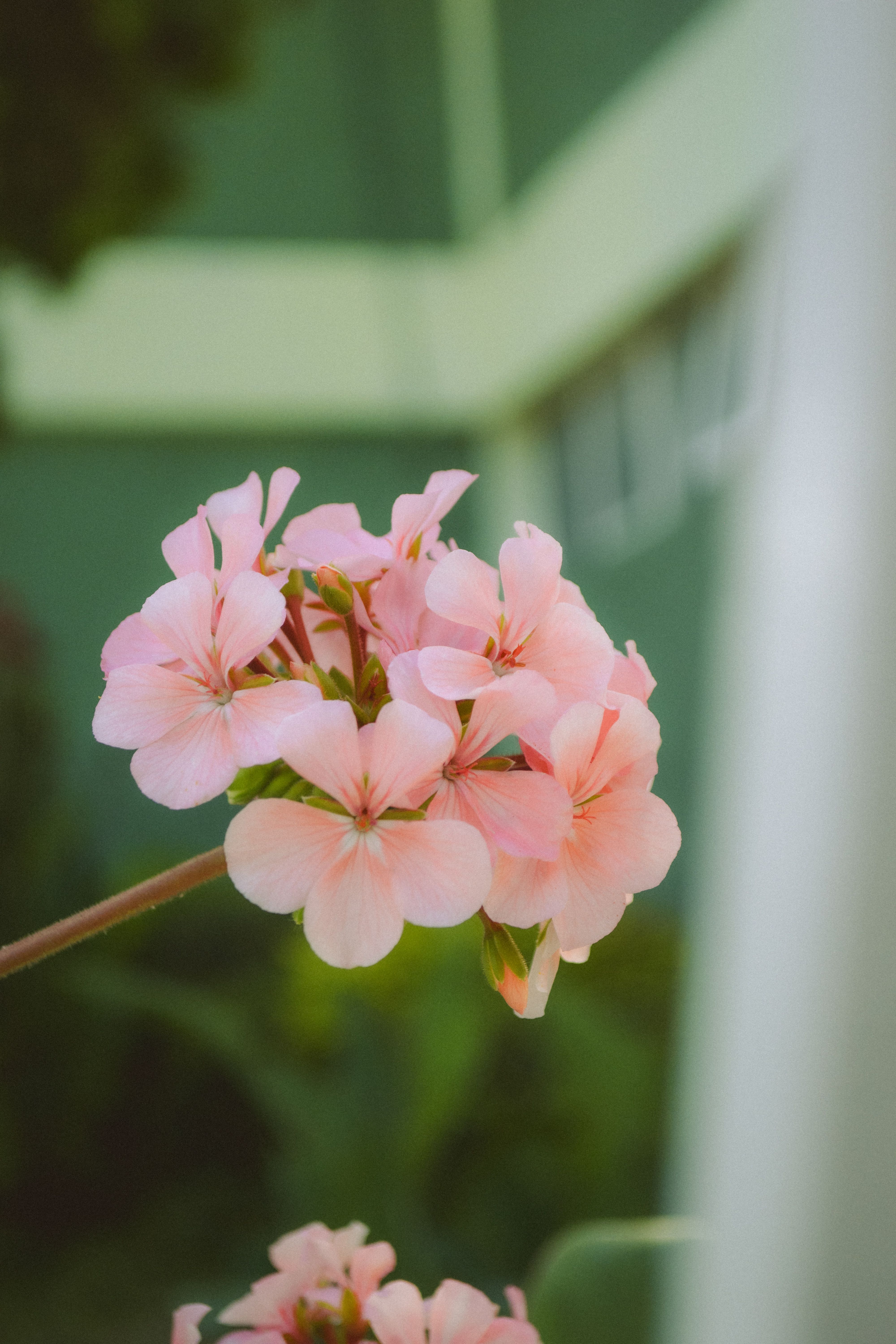 [ColoSach]-soft-pink-geranium-flowers-blooming-with-blurred-green-background,-capturing-a-peaceful-and-natural-setting.