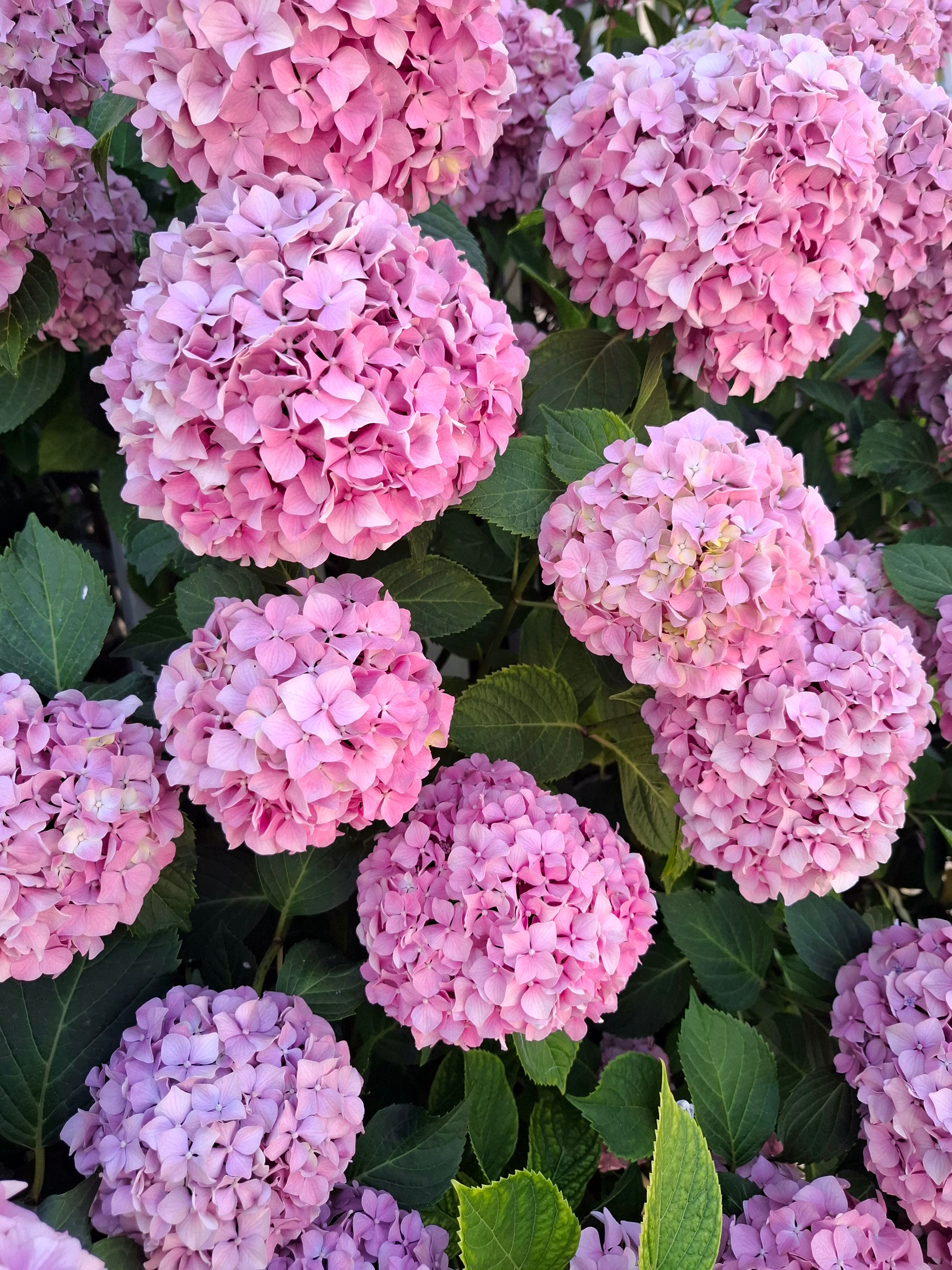 [ColoSach]-a-stunning-display-of-vibrant-pink-hydrangea-flowers-surrounded-by-lush-green-leaves-in-sunny-bulgaria.