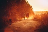 Distant full body faceless children riding horses along narrow rural pathway and trees during sunset time