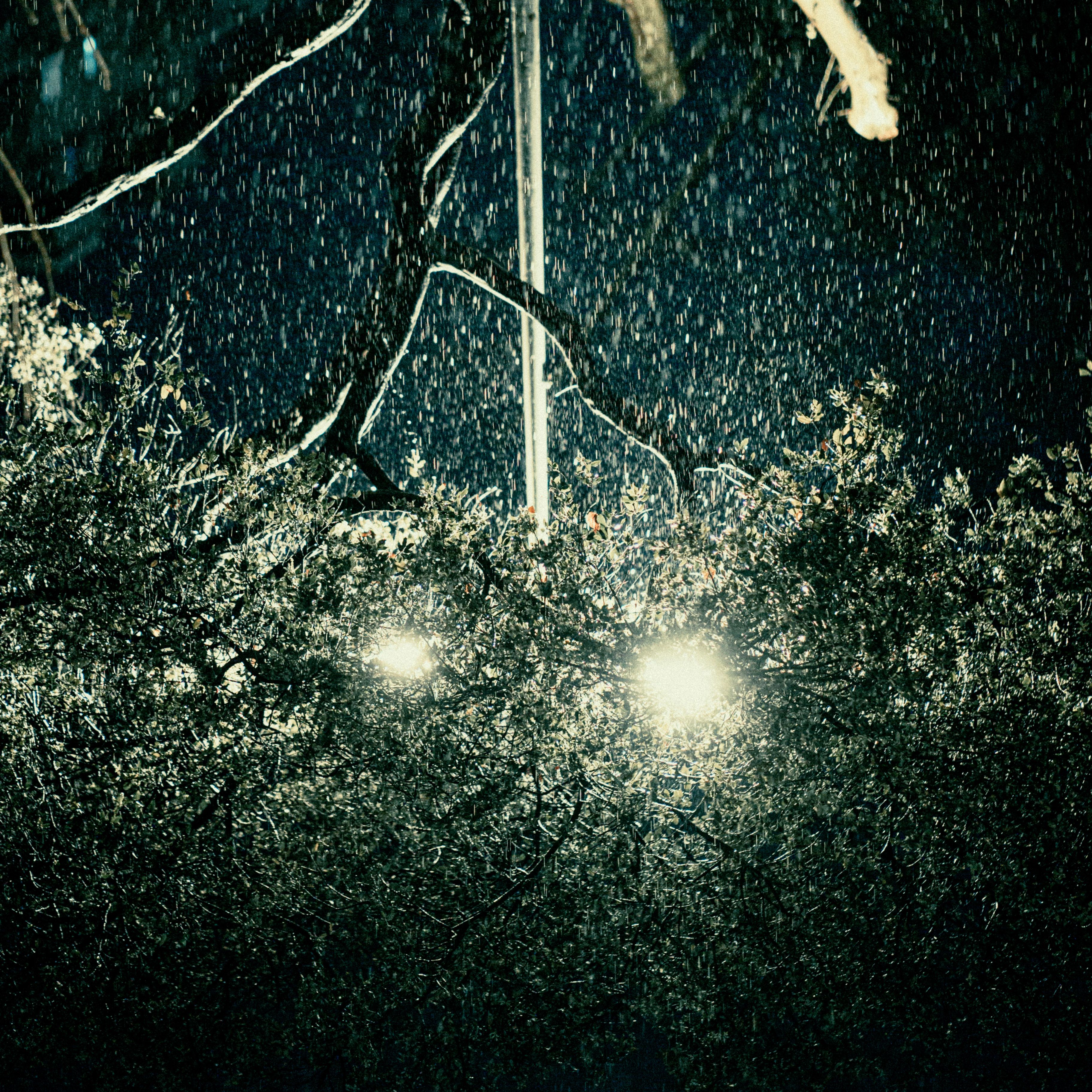 Moody nighttime rain scene with streetlights filtering through branches.