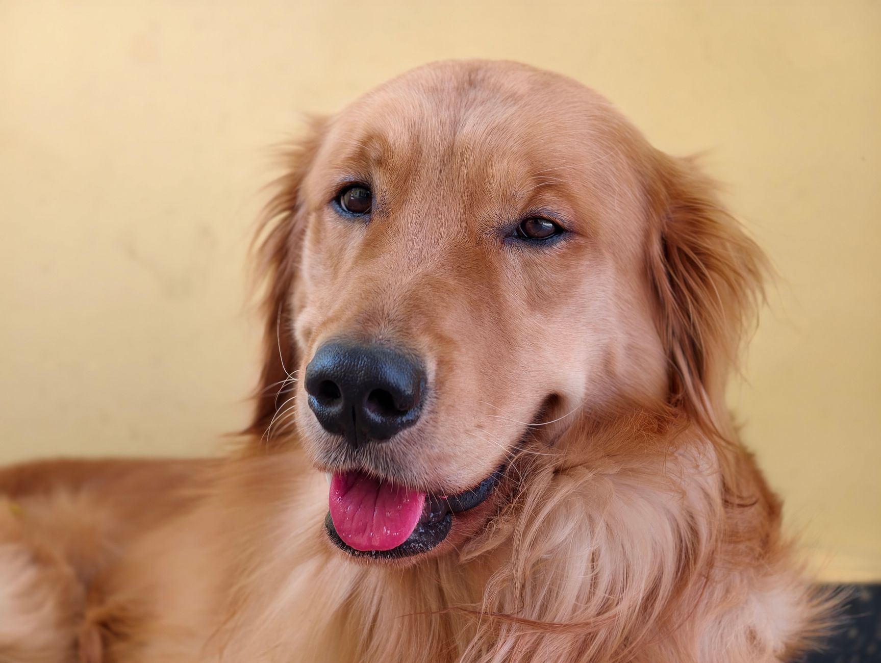 Dog Ear and Eye Care: Cleaning, Warning Signs, and When to Call the Vet