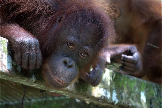 Gomantong caves bird's nest tour — Borneo