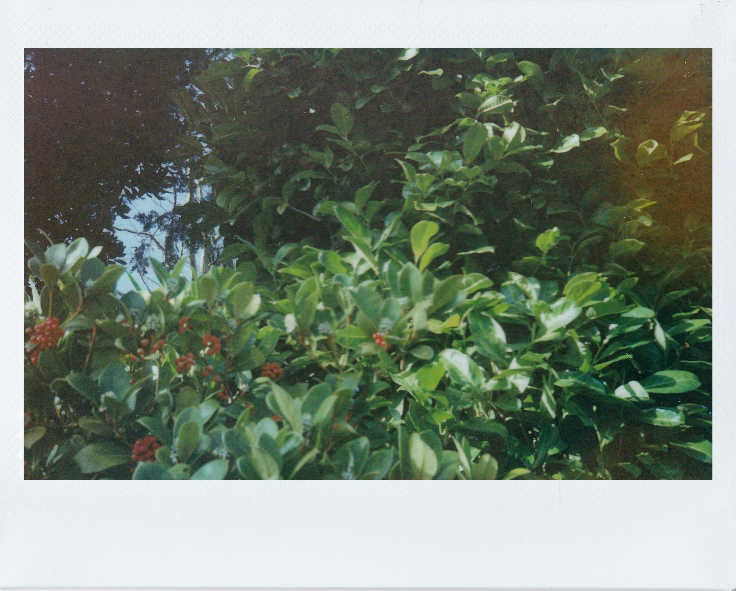 Close-up of vibrant green leaves and red berries in an outdoor setting.