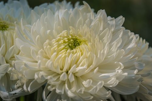 Free Detailed macro shot of a white chrysanthemum in full bloom, showcasing delicate petals. Stock Photo