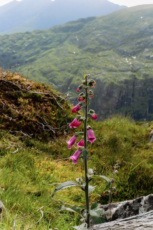 Free Vibrant foxglove on a lush green hillside in the Irish countryside under a clear sky. Stock Photo