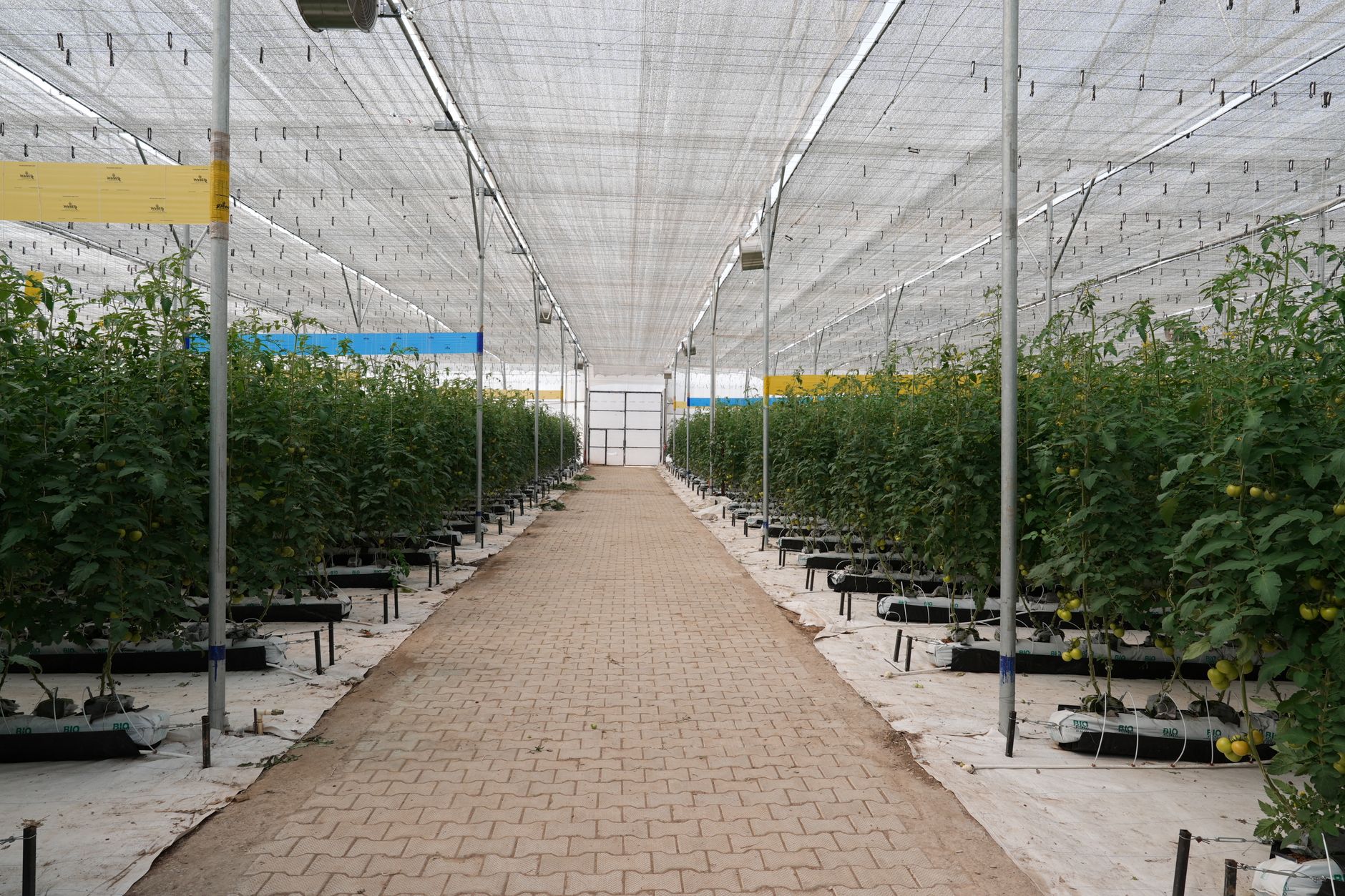 Pulgones infestando plantas de tomate en invernadero comercial