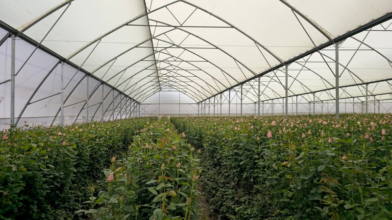Flowering plants