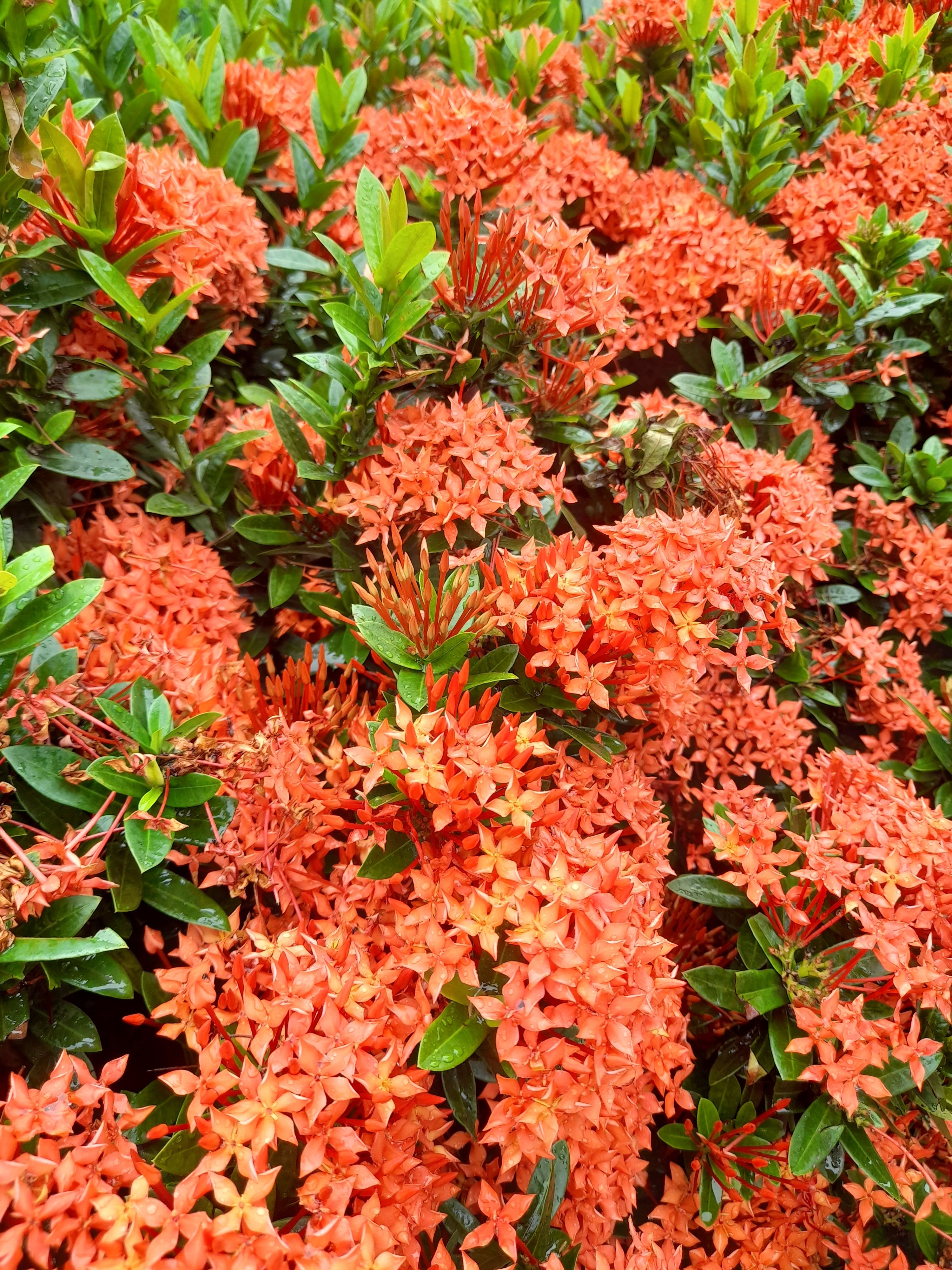 [ColoSach]-close-up-of-vibrant-red-ixora-coccinea-flowers-in-lush-outdoor-garden.