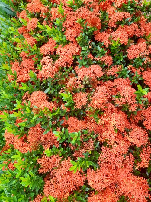 Free Lush cluster of red Ixora coccinea flowers with green leaves in a garden setting. Stock Photo