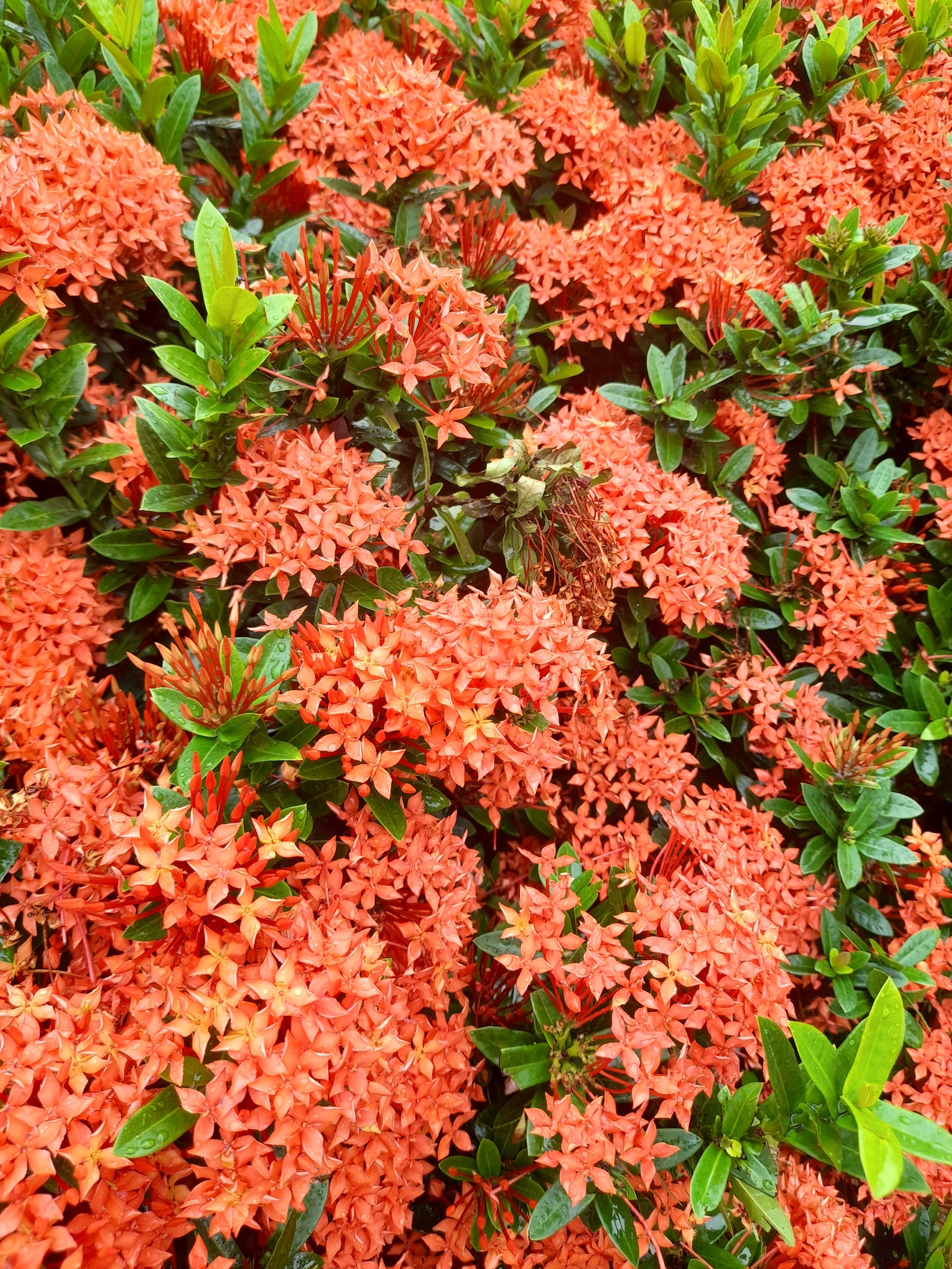 [ColoSach]-a-lush-display-of-bright-red-ixora-coccinea-flowers-in-a-garden-setting,-full-bloom.