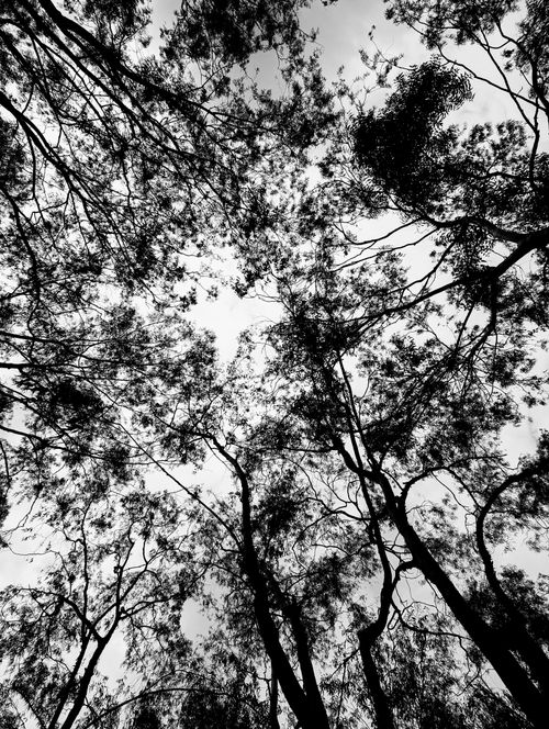 Free Black and white image of tree silhouettes in Bengaluru, India, creating abstract patterns against the sky. Stock Photo