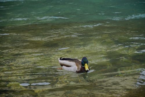 Free A mallard duck swims gracefully in the clear, serene waters of Mostar, Bosnia and Herzegovina. Stock Photo