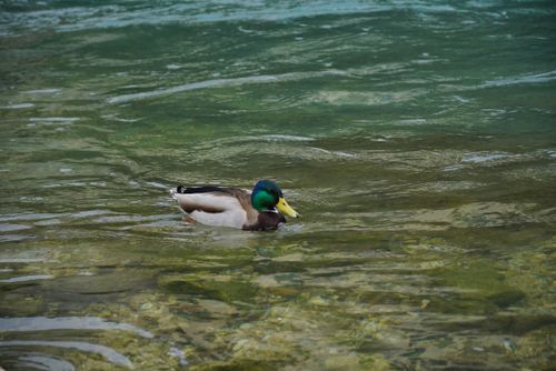 Free Beautiful mallard duck swimming in the clear waters of Mostar, Bosnia and Herzegovina. Stock Photo