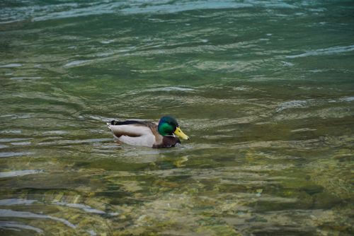 Free A vibrant mallard duck glides on the clear waters of a river in Mostar, Bosnia and Herzegovina. Stock Photo