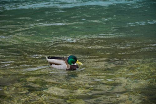 Free A male mallard duck with vibrant plumage swims in a pristine river in Mostar, Bosnia and Herzegovina. Stock Photo