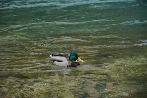 Free A vibrant mallard duck swimming in the transparent waters of Mostar, Bosnia and Herzegovina. Stock Photo