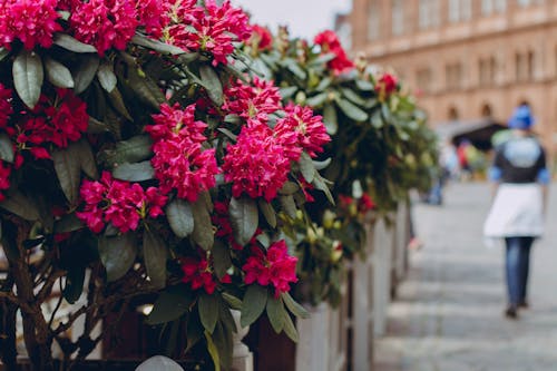 Foto d'estoc gratuïta de ciutat, flors, natura