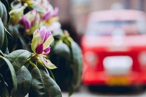 araba, bitki, Çiçekler içeren Ücretsiz stok fotoğraf