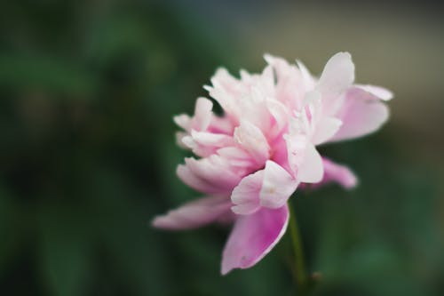 Foto d'estoc gratuïta de flor, natura, peònia