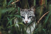 一只灰白色的猫透过绿意盎然的草丛，投来迷人的目光