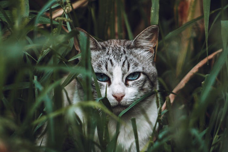 Grey Tabby Cat On Green Grass