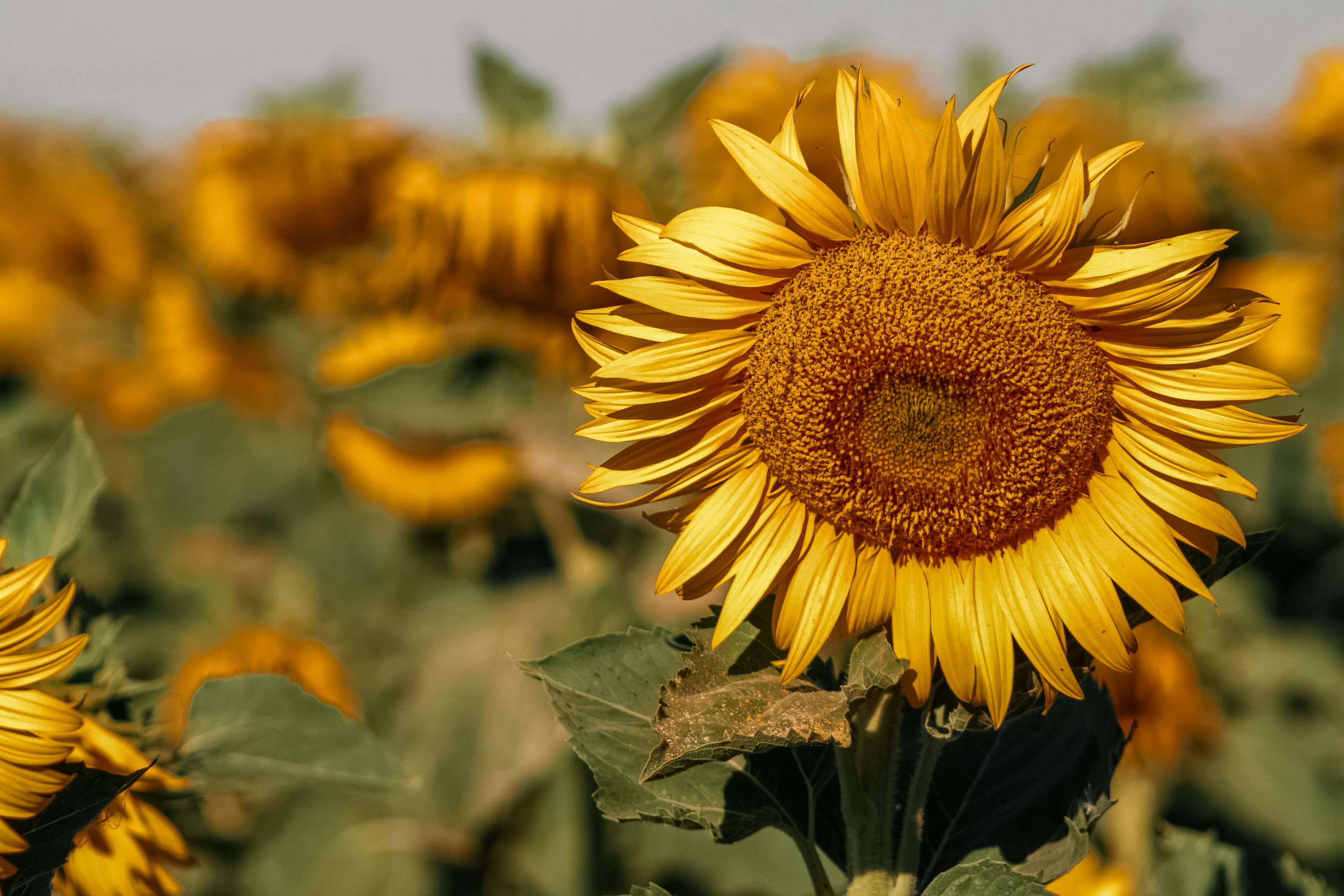 Bright sunflower growing on agricultural field · Free Stock Photo