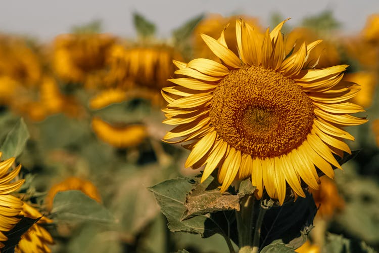 Bright Sunflower Growing On Agricultural Field