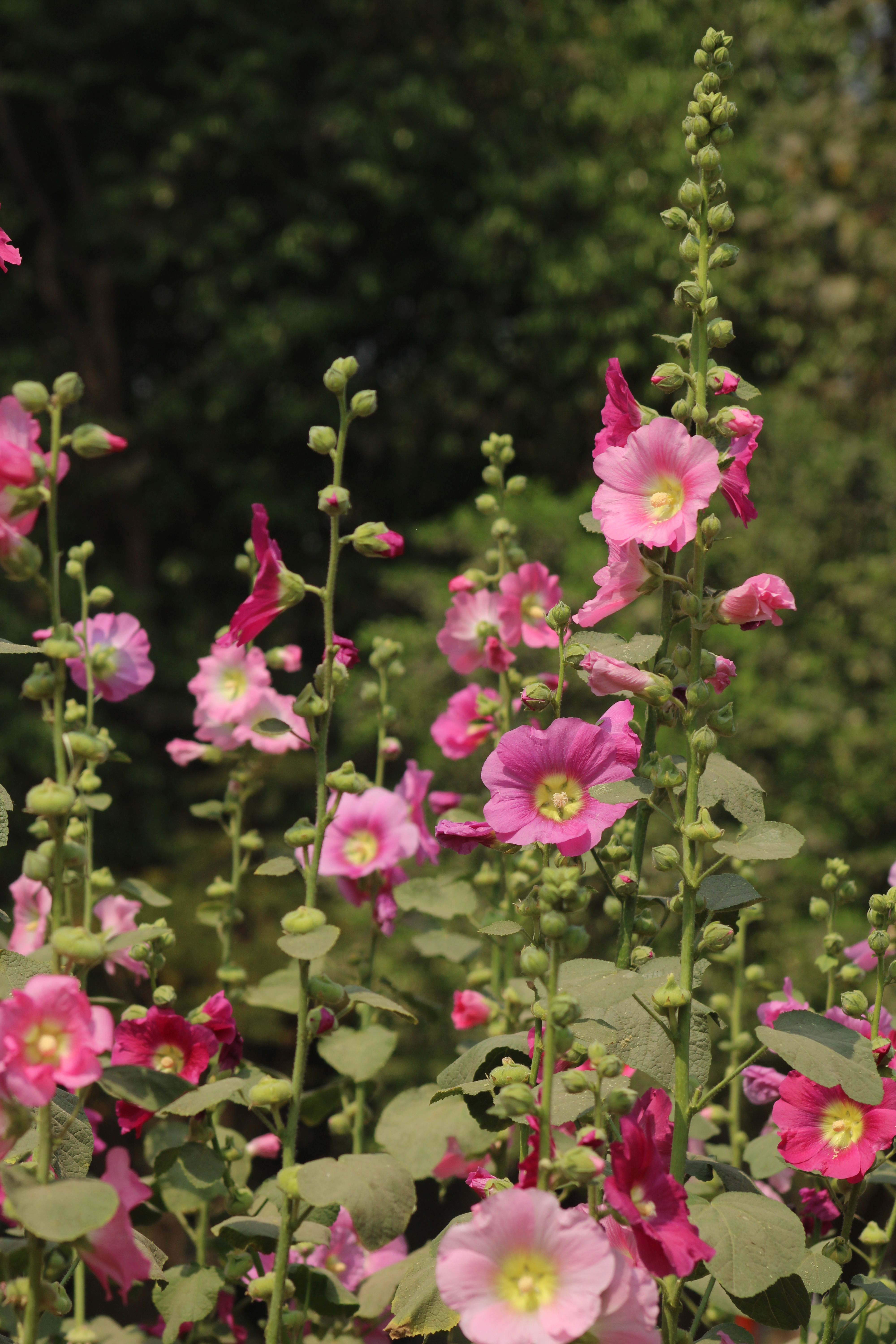 [ColoSach]-beautiful-pink-hollyhocks-in-full-bloom-on-a-sunny-summer-day-with-lush-greenery.