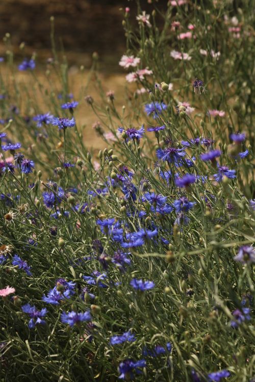 Free A serene field of wild blue and pink flowers in full bloom, perfect for nature and spring themes. Stock Photo