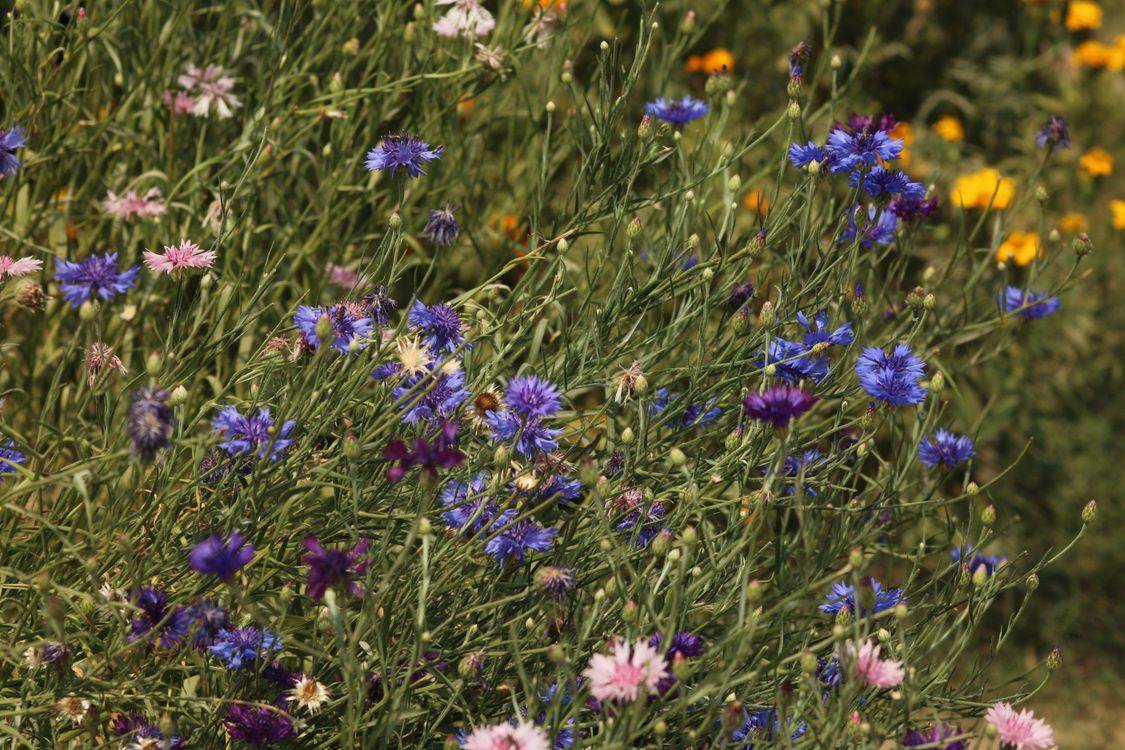 Free Lush wildflower meadow featuring blue cornflowers and mixed blooms in full summer bloom. Stock Photo