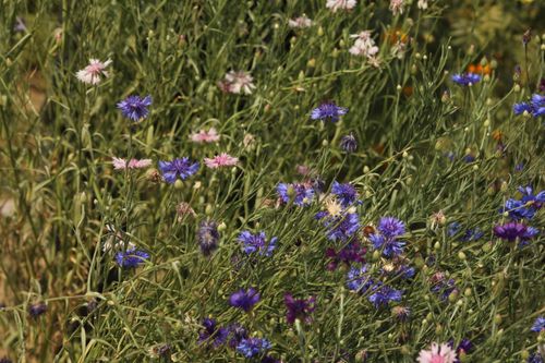 Free A colorful display of wildflowers, mainly Centaurea cyanus, in a lush summer meadow. Stock Photo