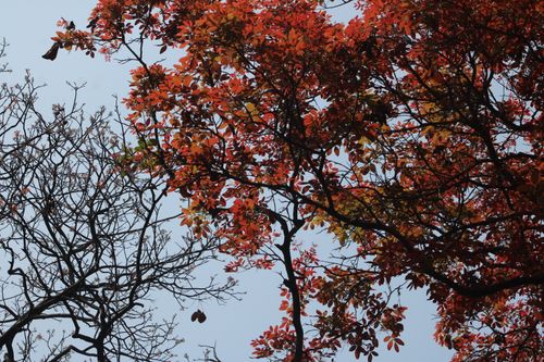 Free Captivating autumn foliage with vibrant red leaves contrasting against a clear blue sky. Stock Photo
