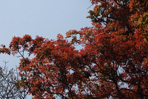 Free Vibrant red autumn leaves from a tree against a clear blue sky. Stock Photo