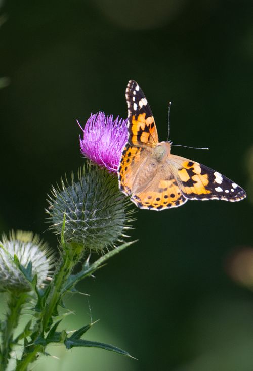 Free A vibrant butterfly perched on a thistle flower outdoors in Hutton Cranswick, England. Stock Photo