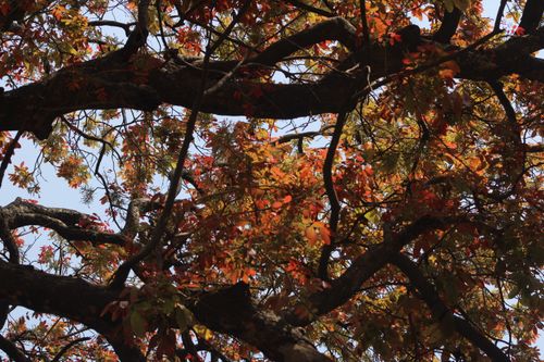 Free Captivating view of autumn leaves on tree branches during fall season, showcasing vibrant colors. Stock Photo