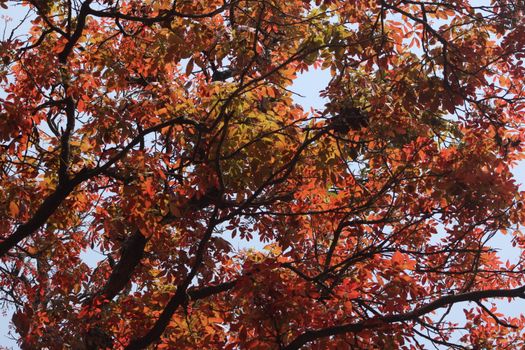 Colorful autumn leaves under sunlight, capturing the essence of fall.