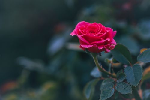 Free Beautiful close-up of a vibrant red rose on dark background, showcasing delicate petals. Stock Photo