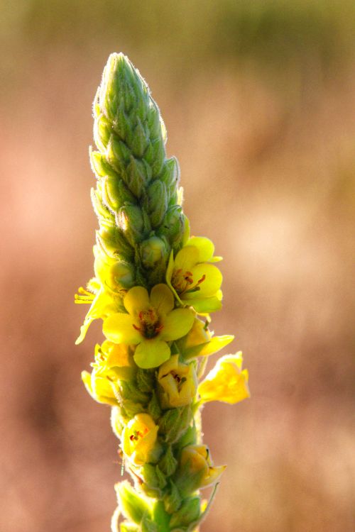 Free Vivid close-up of a yellow Mullein (Verbascum thapsus) flower in sunlight. Stock Photo