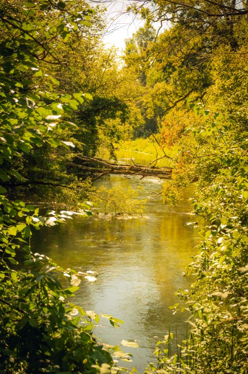 Free A tranquil river surrounded by dense foliage under bright sunlight, perfect for nature exploration. Stock Photo