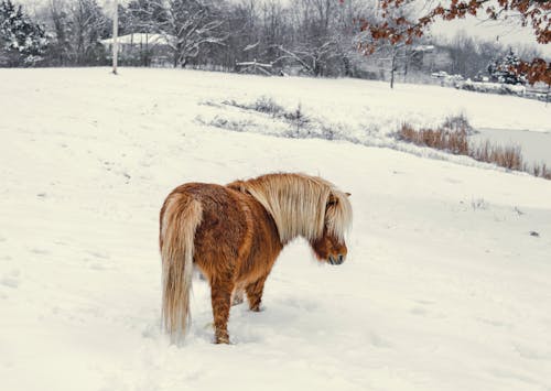 Back view adorable beige Yakut Horse with lush mane standing on snowy pasture in winter countryside